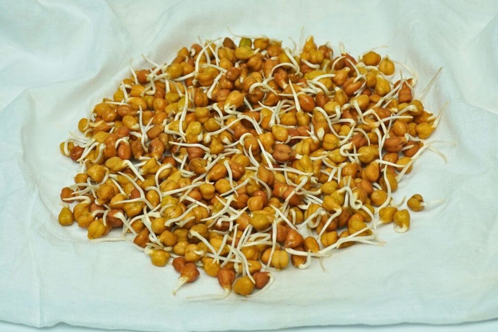 sprouted chickpea