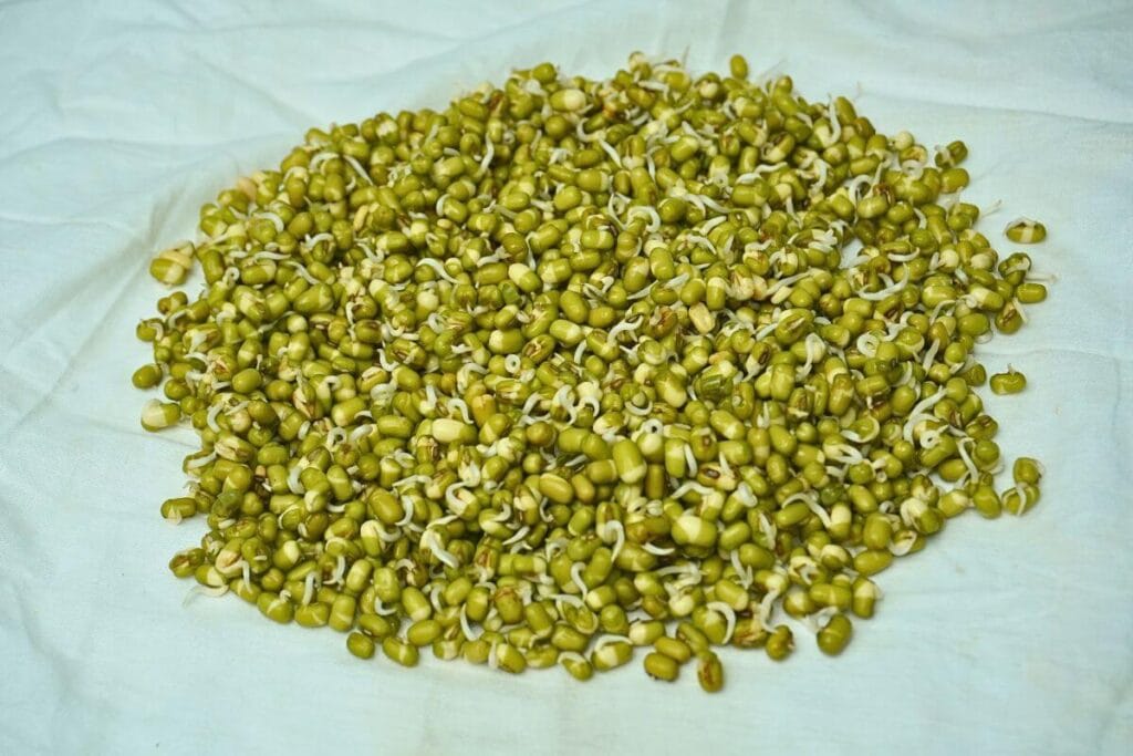 sprouted mung moong